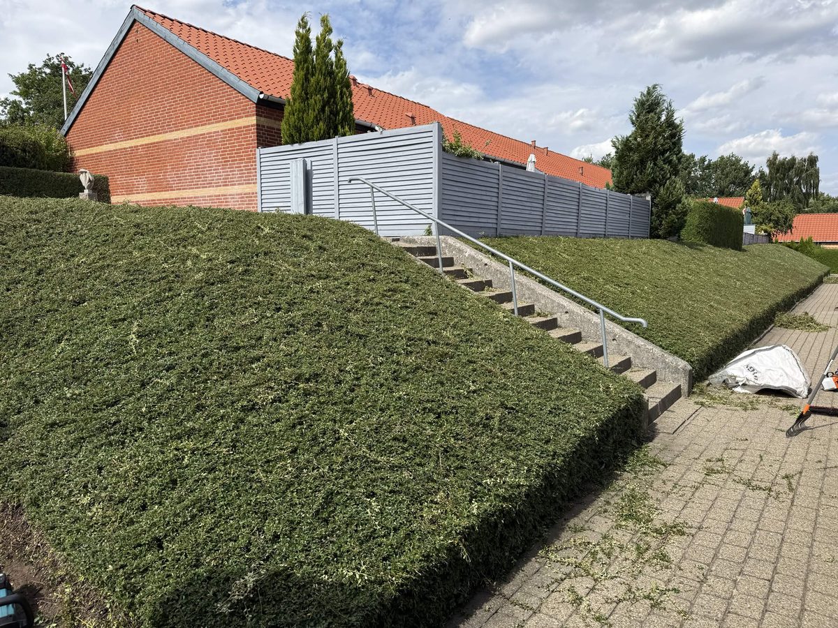 Skrå hæk langs en trappe, klippet i et plant forløb